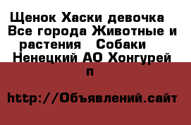 Щенок Хаски девочка - Все города Животные и растения » Собаки   . Ненецкий АО,Хонгурей п.